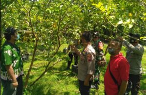 Kapolsek Kradenan Dukung Warga Sumber Kembangkan Budidaya Jambu Kristal