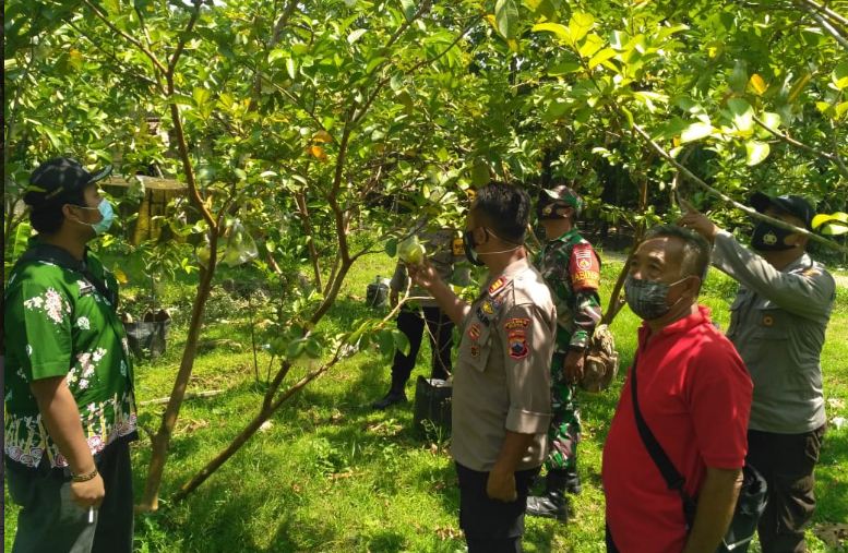 Kapolsek Kradenan dukung Warga Budidaya Jambu Kristal