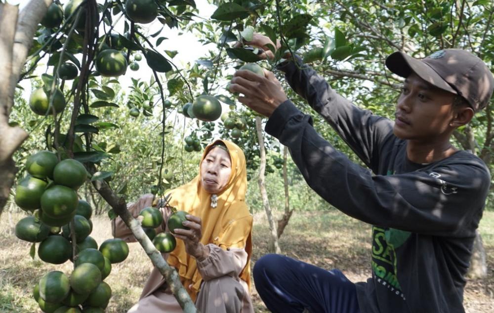 Petani Milenial Tekuni Budidaya Jeruk Untuk Agrowisata di Batang