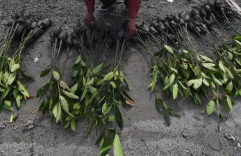Pekalongan Tanam 2.500 Bibit Mangrove dengan Media Bumbung Bambu